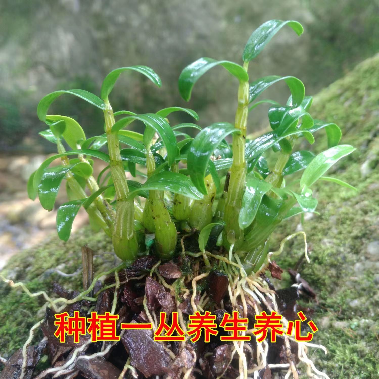 霍山原产基地直发霍山米斛苗铁皮石斛苗石斛盆栽林下种植可食用