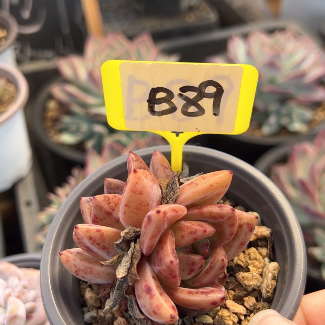 B89香槟多肉多肉