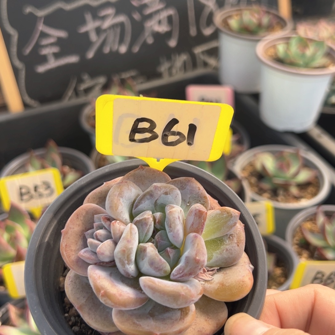 B61星影多肉多肉