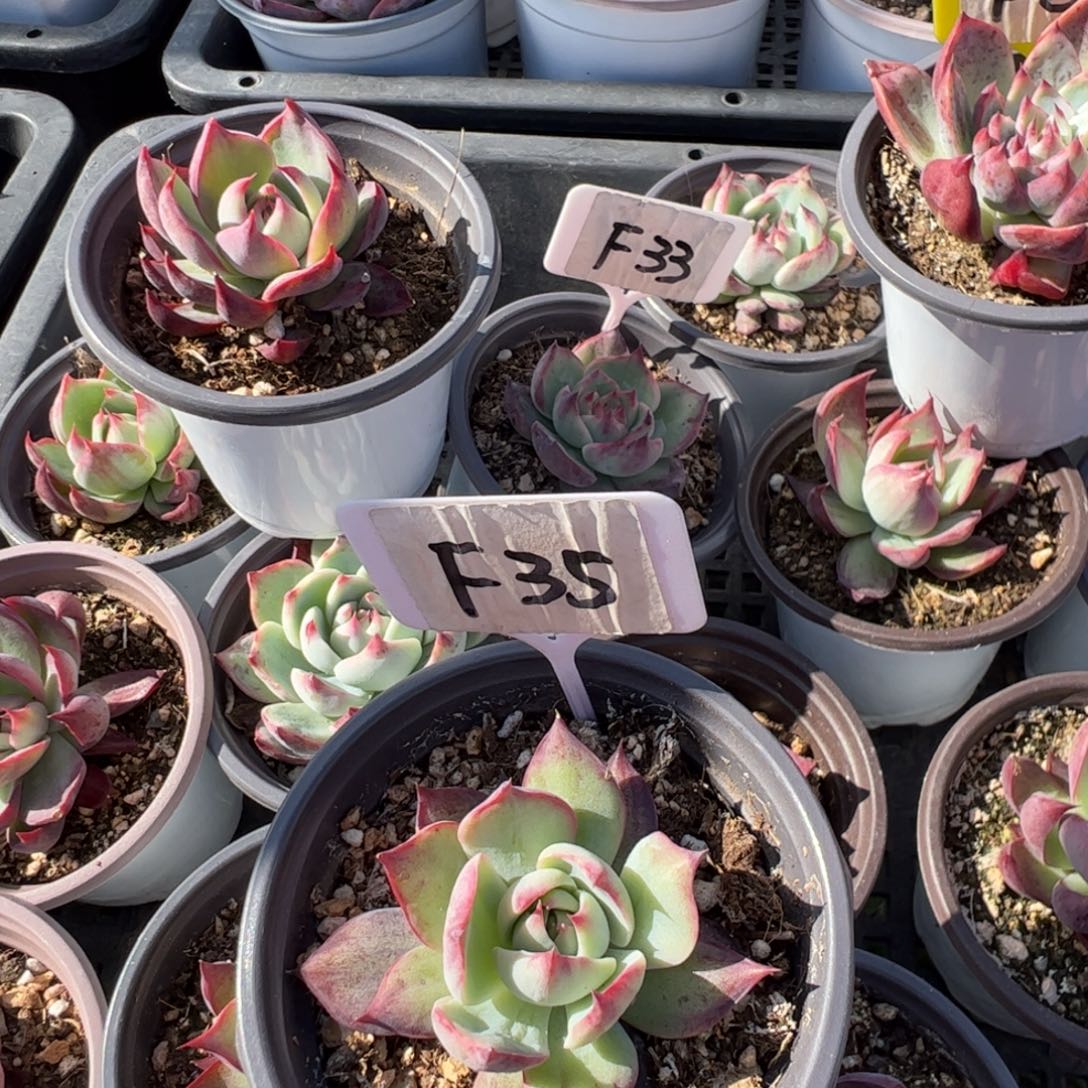 倚**雨F35惊鸿多肉多肉多肉