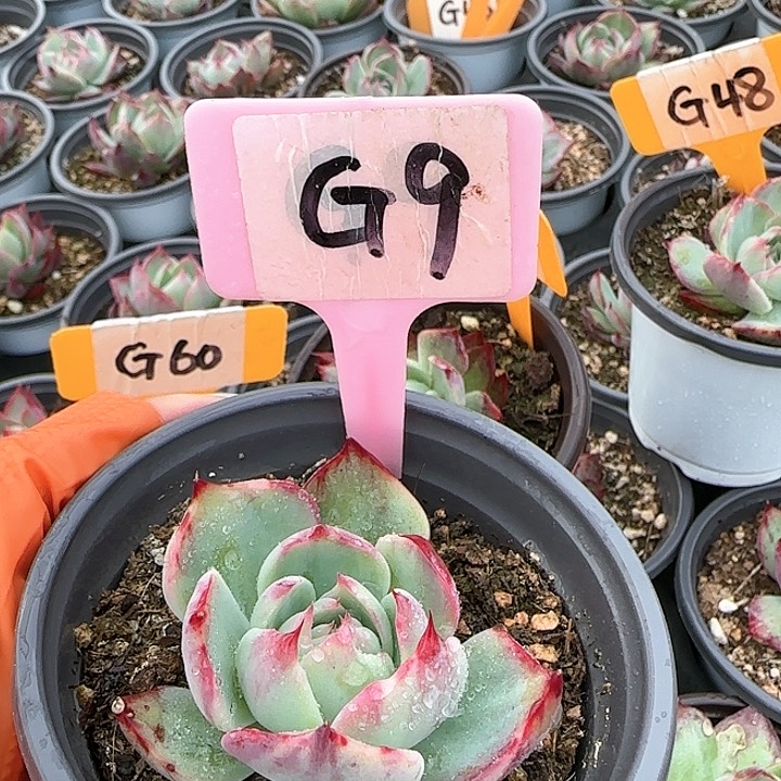 小**圆惊鸿仙子G9