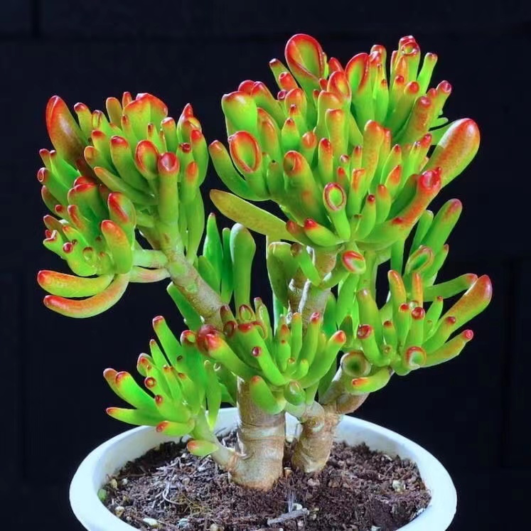 3年吸财树（带土发）老桩多肉植物，夏天室内盆栽新手好养种植上盆