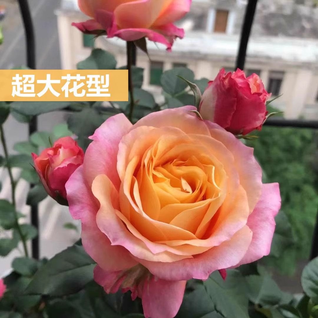 【那不勒斯】精品钻石玫瑰花苗月季盆栽绿植四季开花丰花卉月季花苗