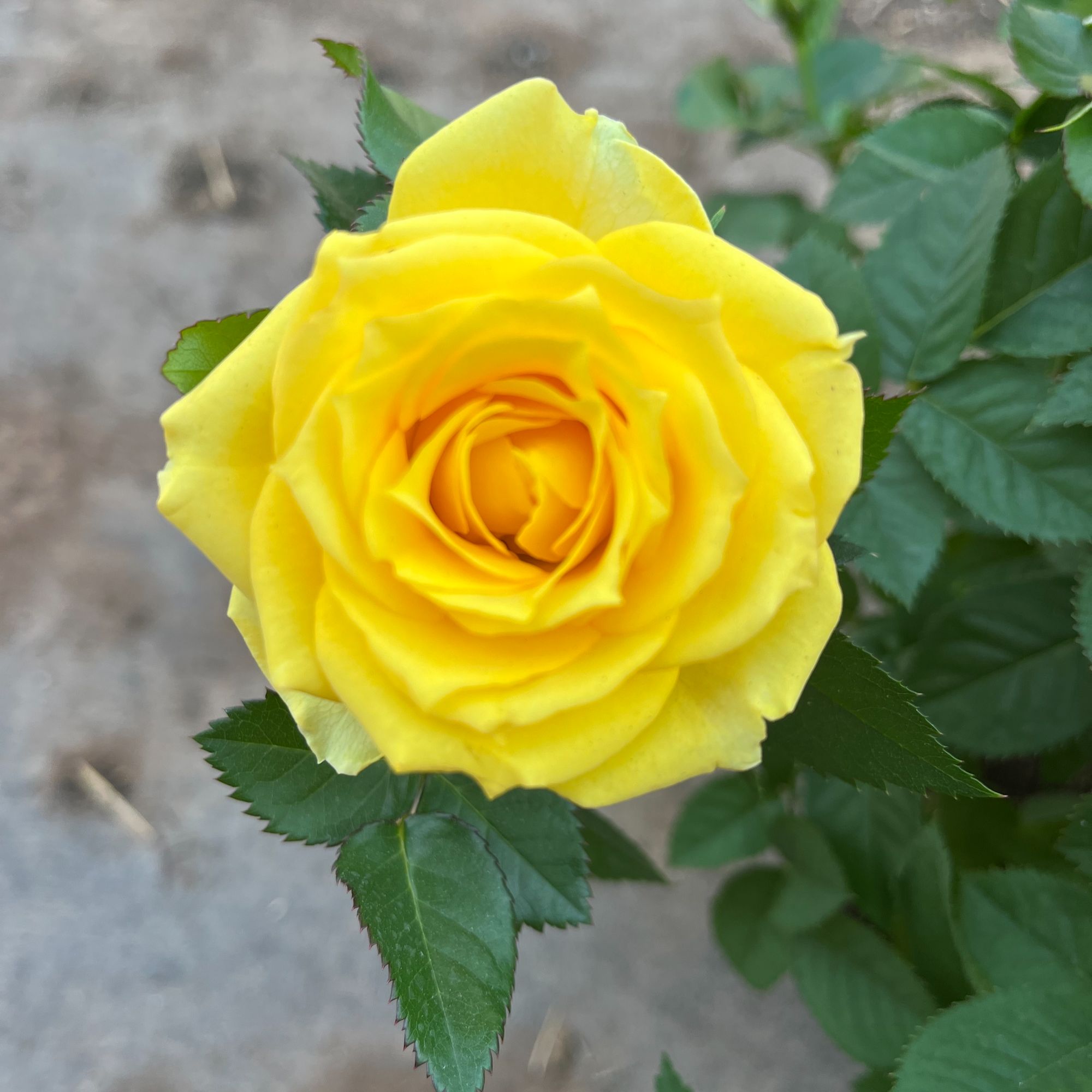 【黄玫瑰】钻石玫瑰花苗月季盆栽绿植四季开花丰花花卉条纹月季花苗