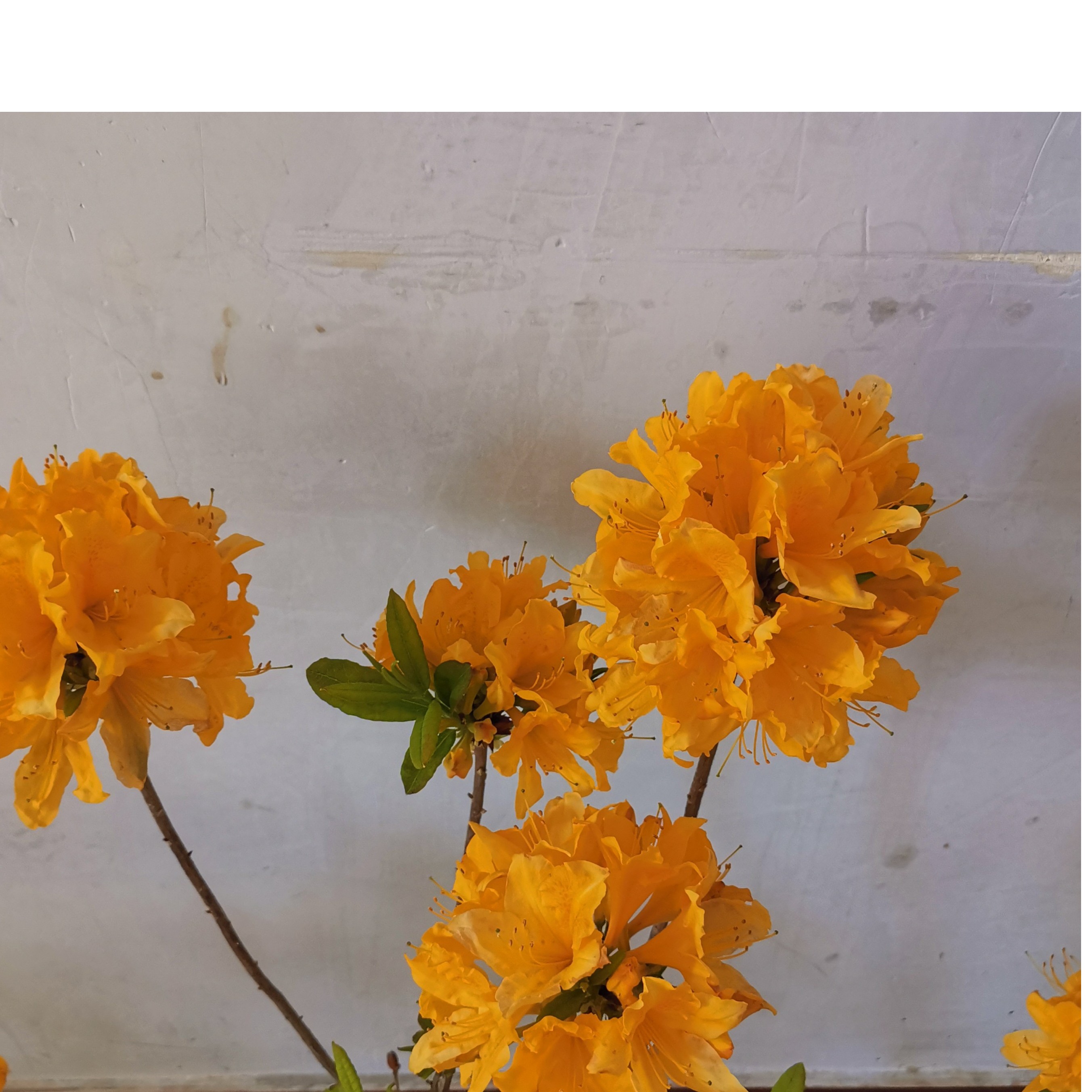 映山黄 冬天室内室外黄踯躅绣球样花苞耐寒耐旱品种