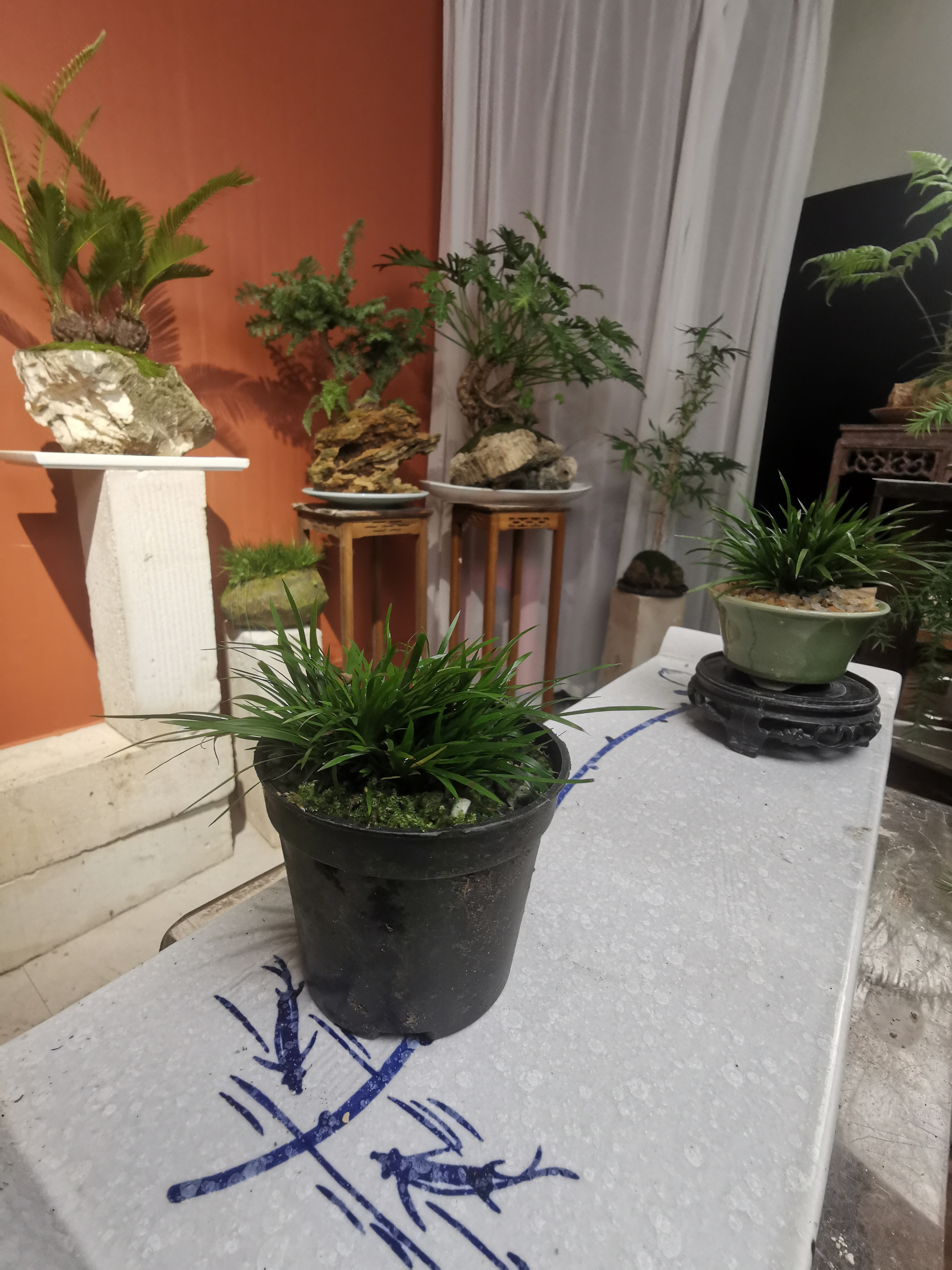 基地原盆金钱菖蒲