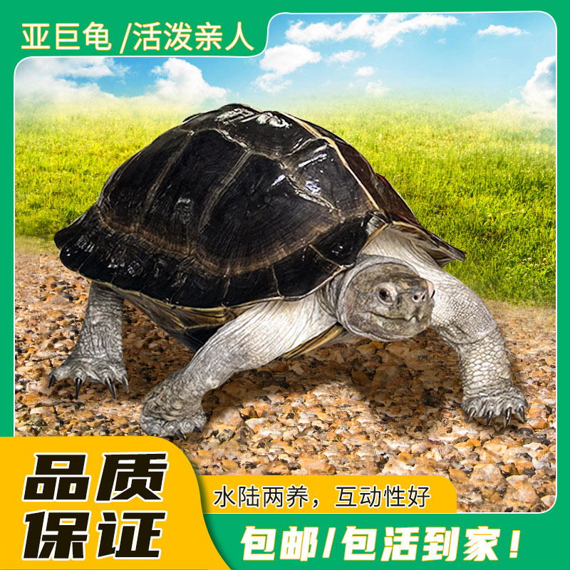 自家人工繁育宠物龟超萌好物