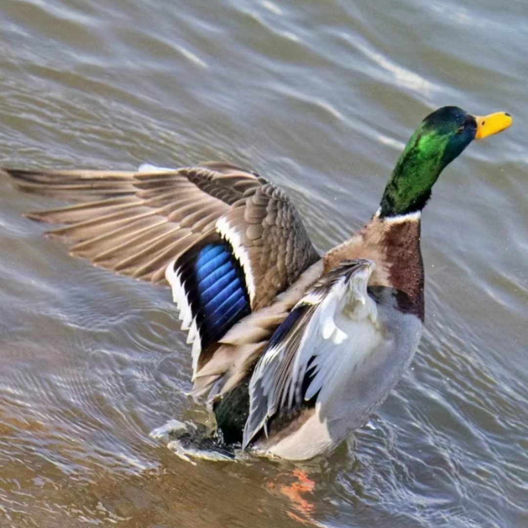 靖西大麻鸭现宰现杀鸭肉肉质鲜嫩营养放养土鸭子 农家优质农家