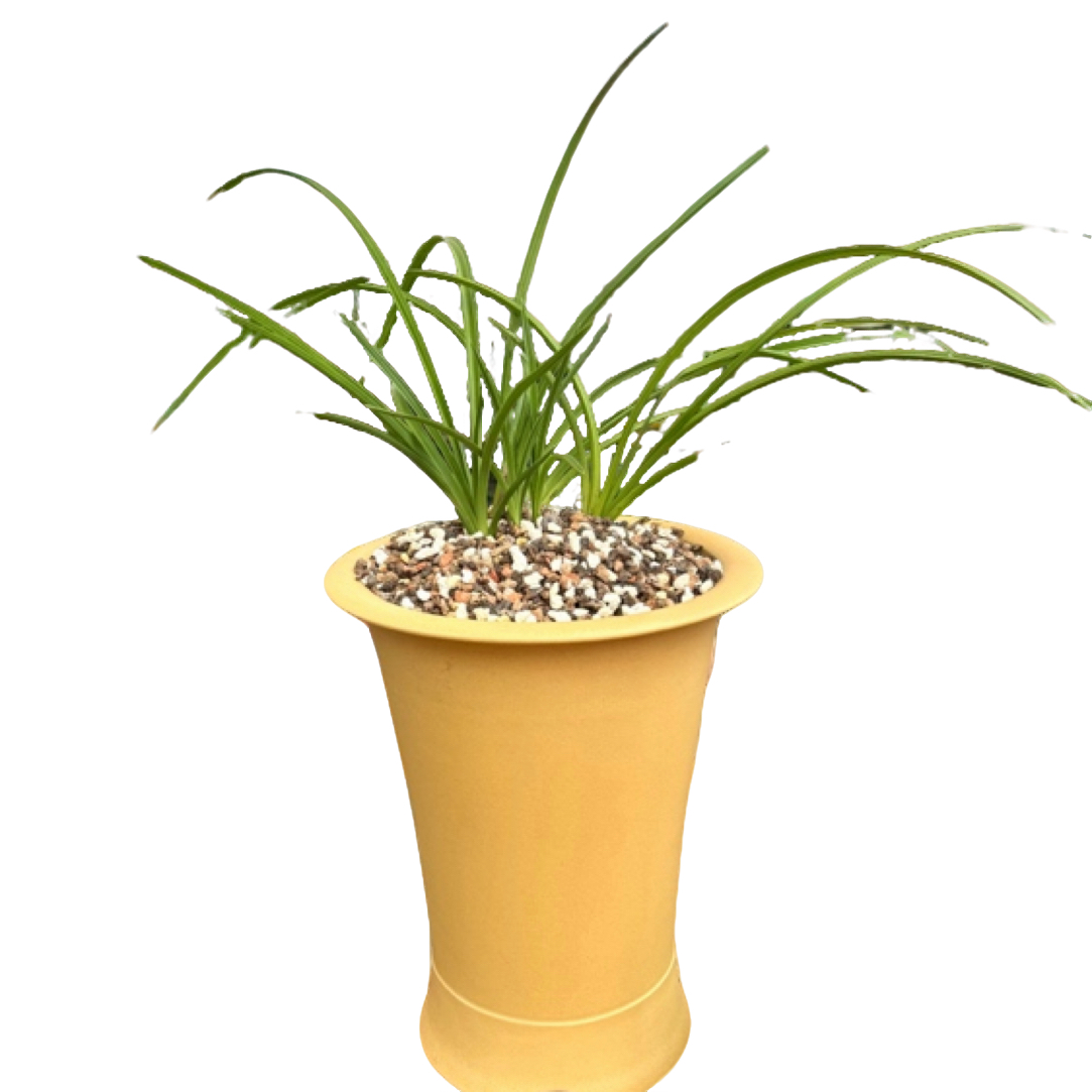 绿色养植直播蕙兰观赏草生态种养（一物一拍）
