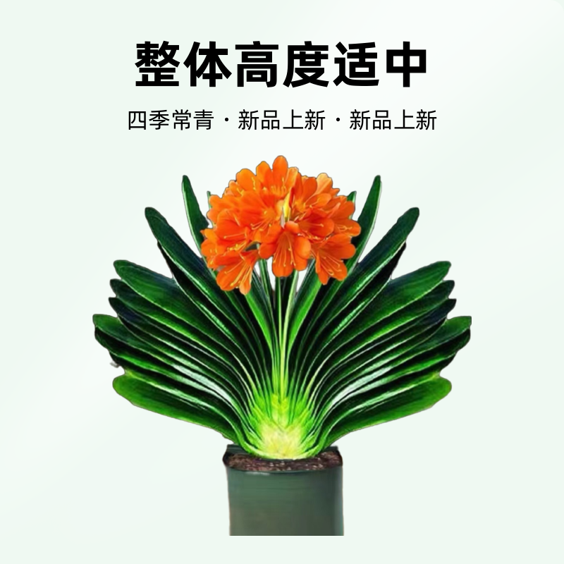 无品牌精品君子兰四季常青绿植（新疆、西藏、海南、偏远地区勿拍）