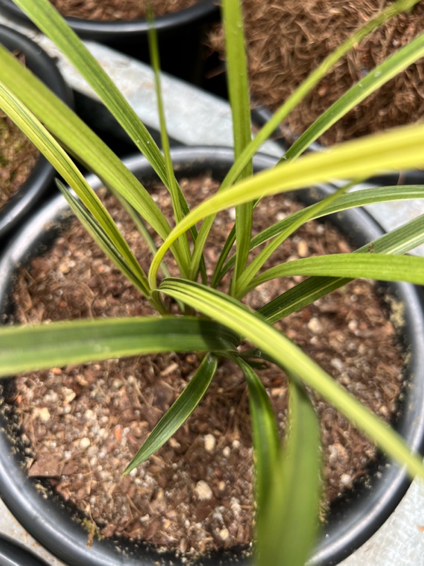 花草链接一物一拍