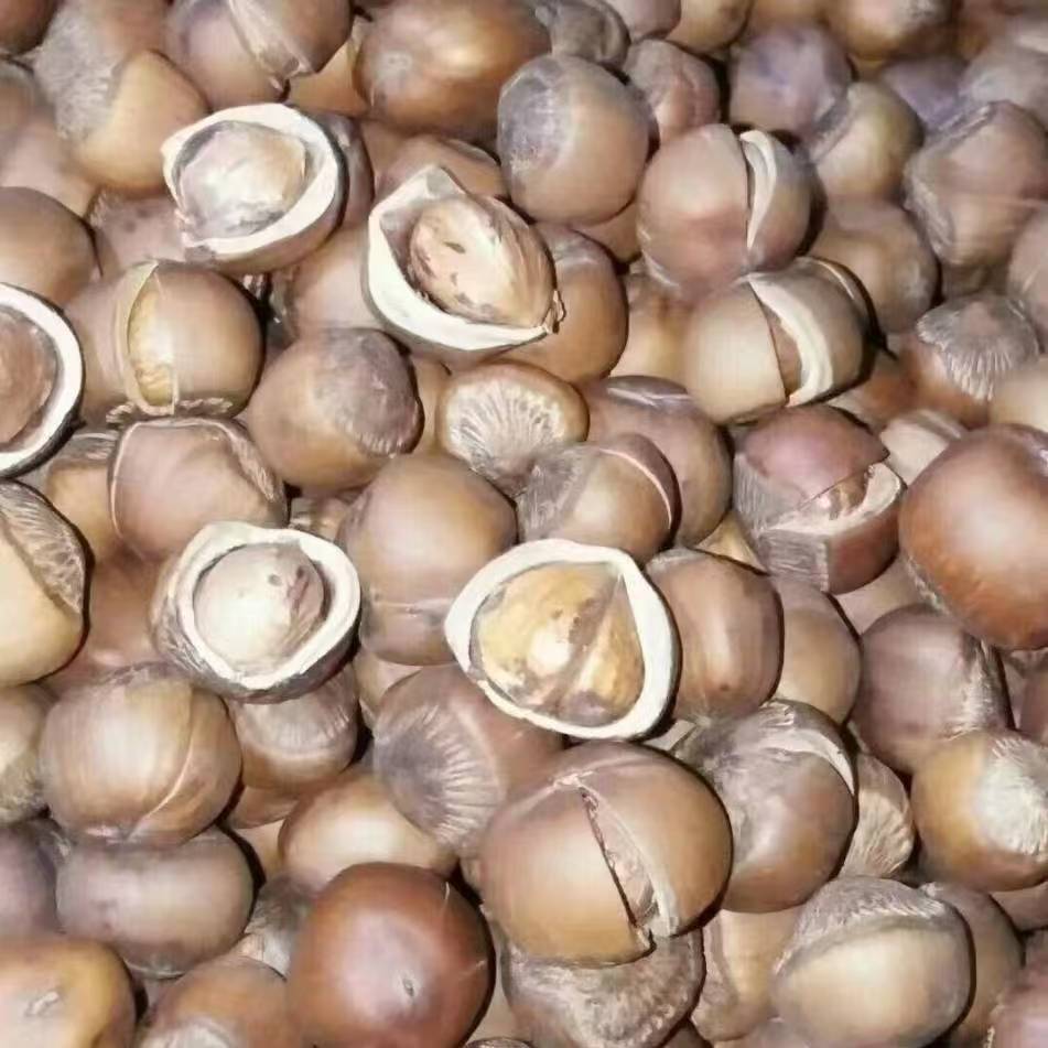 嫩江本地笨榛子 当地榛子 自采榛子 大山里的好产品