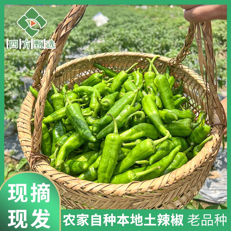 湖南本地扯树辣椒早辣椒老品种土辣椒
