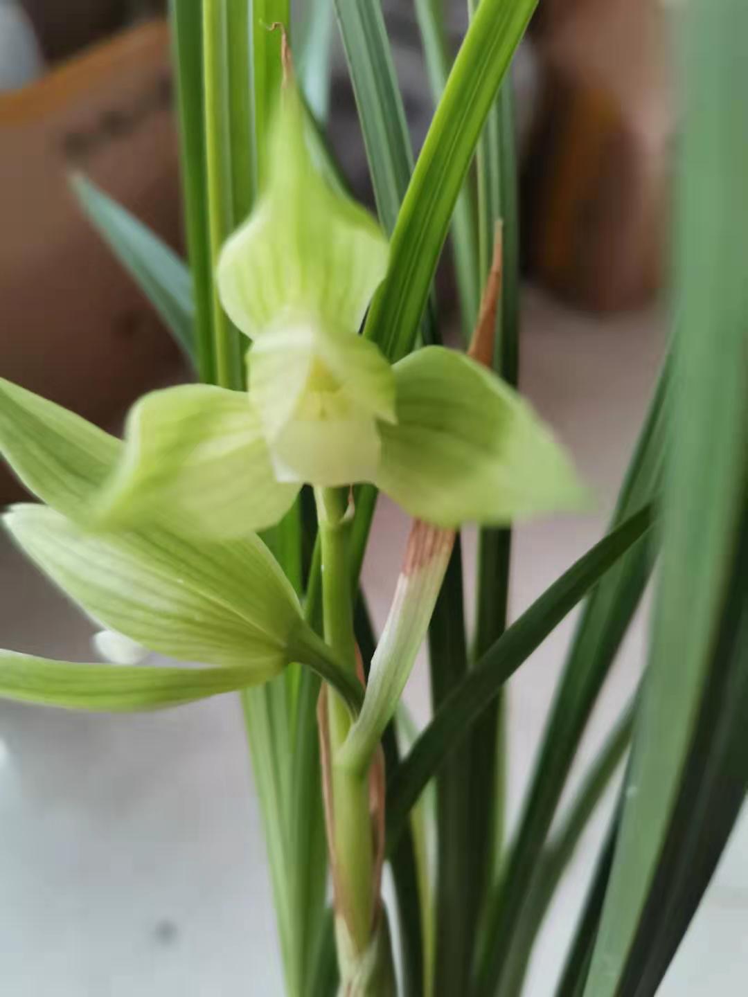 人工养殖兰花、春剑、荷瓣、盆栽、观赏