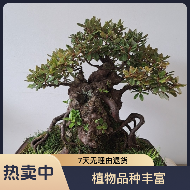 昭通刘可盆景栽基地直播全场漏中漏观花观叶四季耐旱，喜欢高度