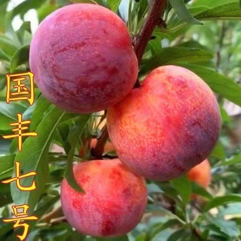 【李子树苗】适合南北方种植地栽盆栽