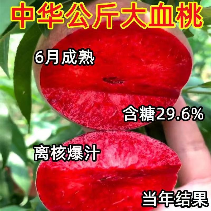【桃树苗】南北方种植地栽盆栽都可以