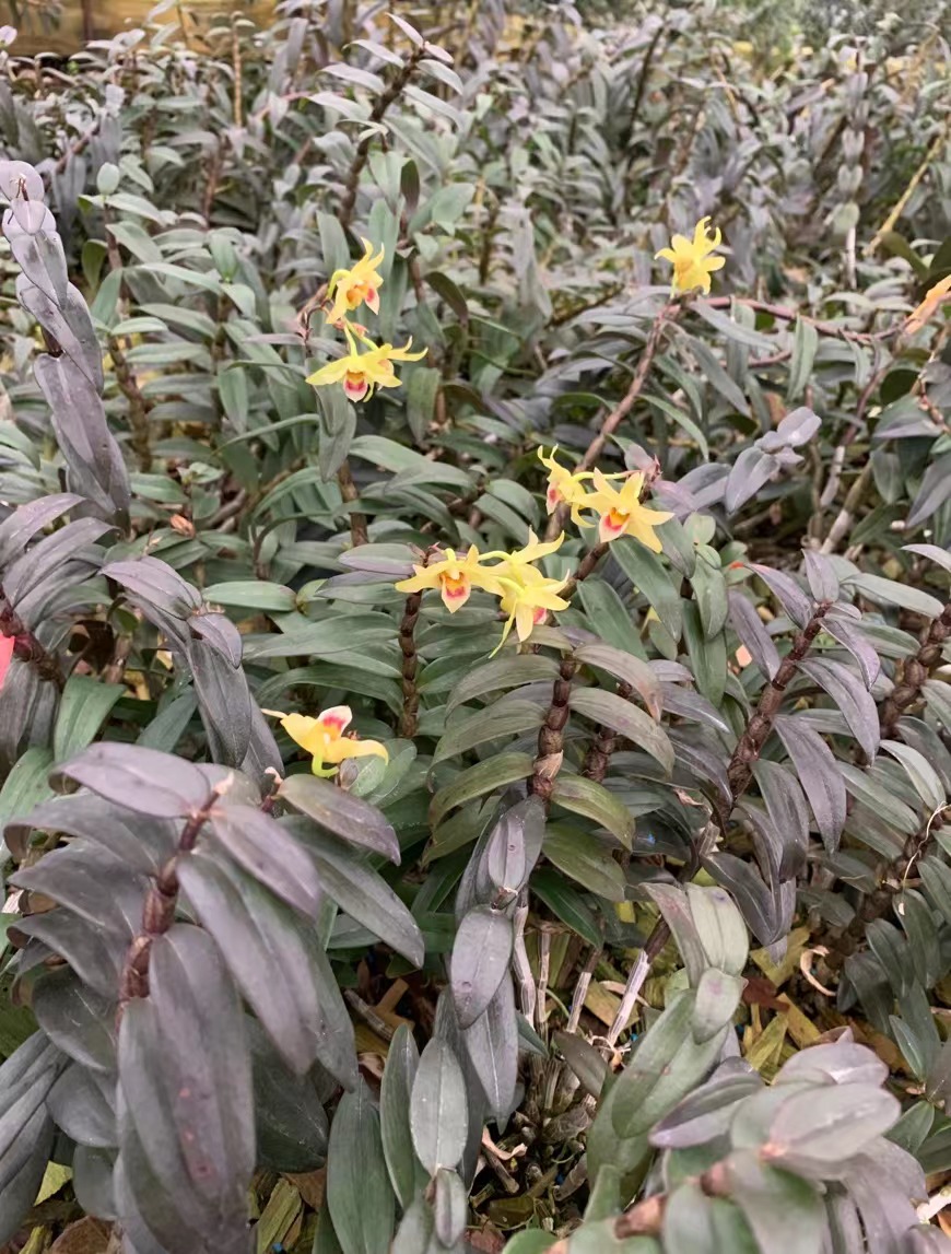 【一物一拍】雁荡山铁皮石斛  基地址发红杆软脚石斛苗