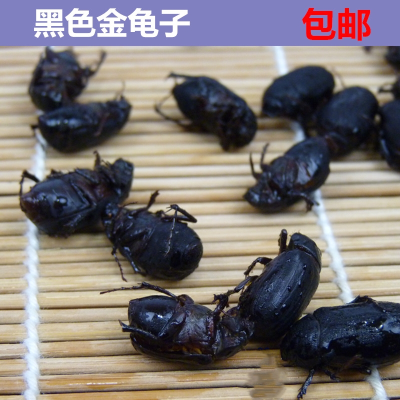 瞎撞子黑色金龟子瞎碰金龟子瞎创子新鲜冷冻发货食用昆虫500克