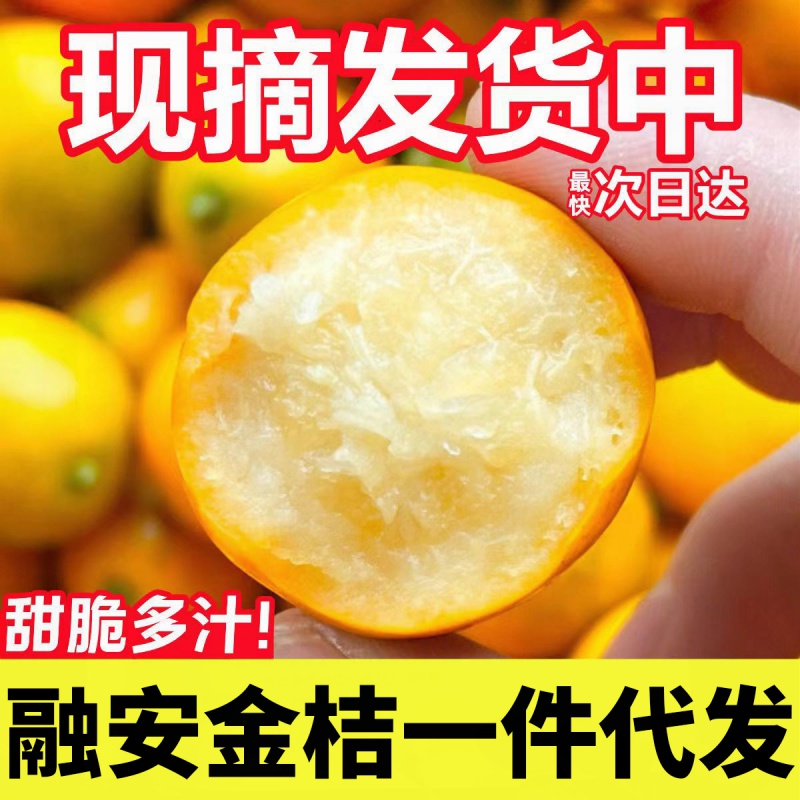 广西融安脆皮金桔 新鲜小金桔应季水果现摘纯甜无渣1斤装金橘大果