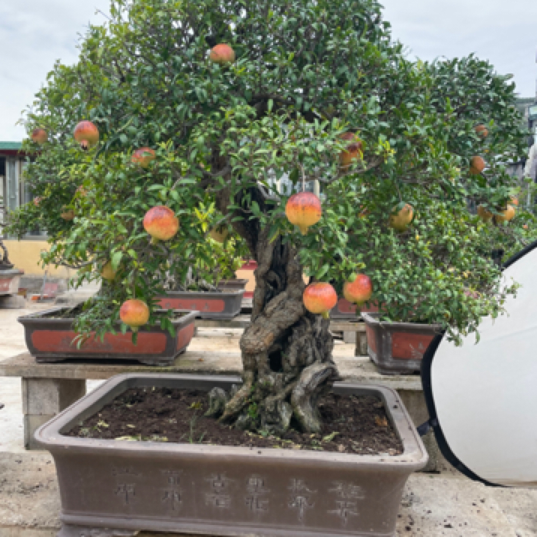 枣庄峄城大红袍金弹子石楠花桃金娘枸骨树吉祥树盆景舍利子
