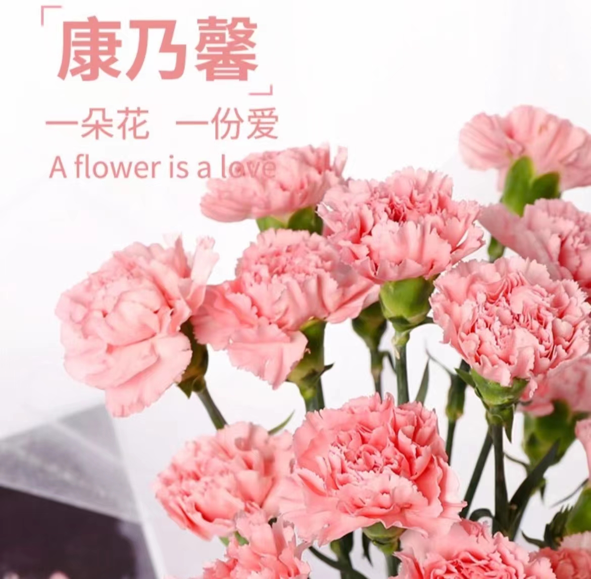 【毕业季康乃馨】一件包邮顺丰冷链EMS空运云南昆明基地直发冷链鲜