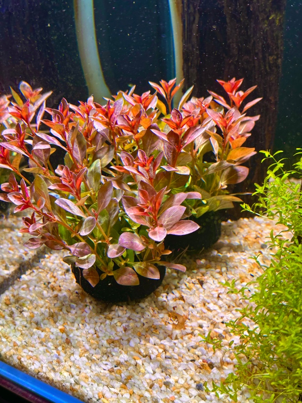 粉红丁香水草鱼缸水草
