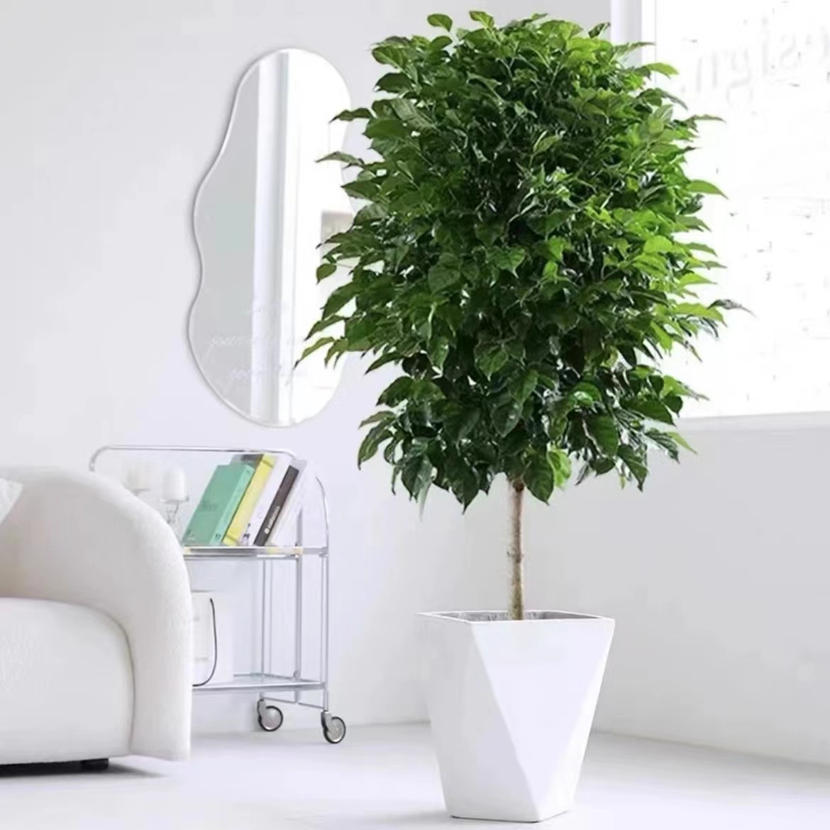 【81-90㎝】幸福树盆栽植物平安树好养盆景净化空气吸甲醛绿植