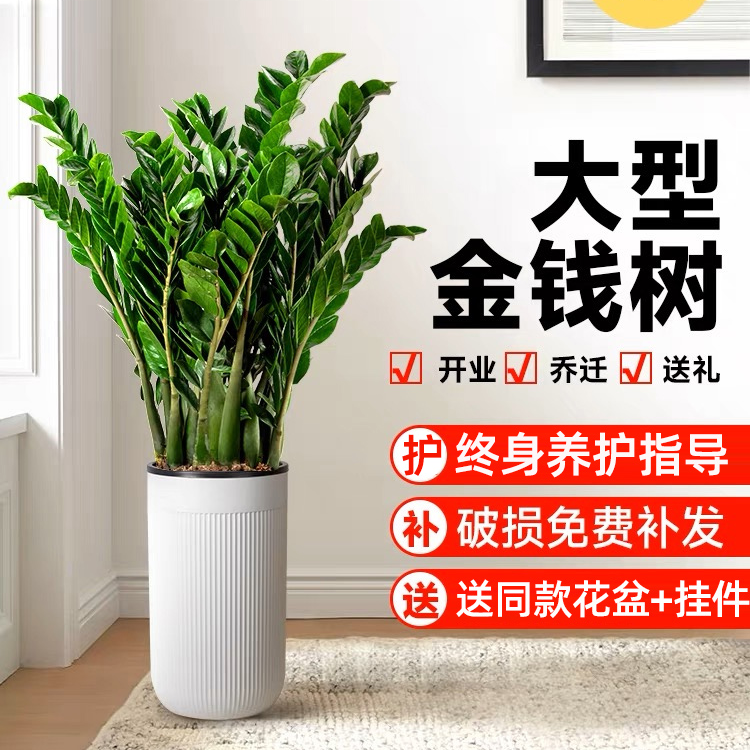 【巨无霸】大型金钱树室内客厅落地大绿植盆栽新房净化空气吸甲醛