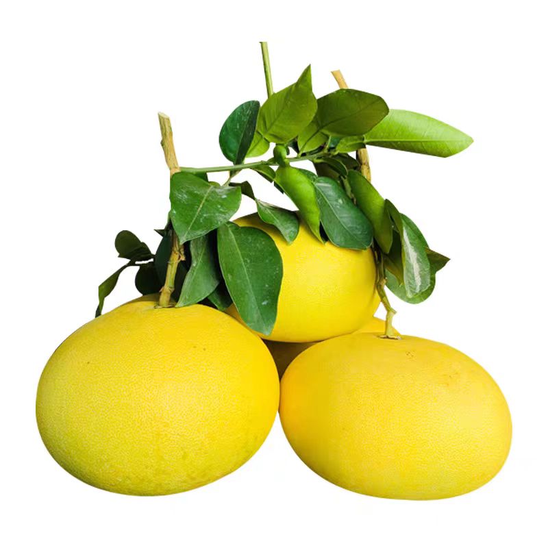 正宗玉环文旦柚子老树当季整箱新鲜水果鲜嫩多汁自家自家种植