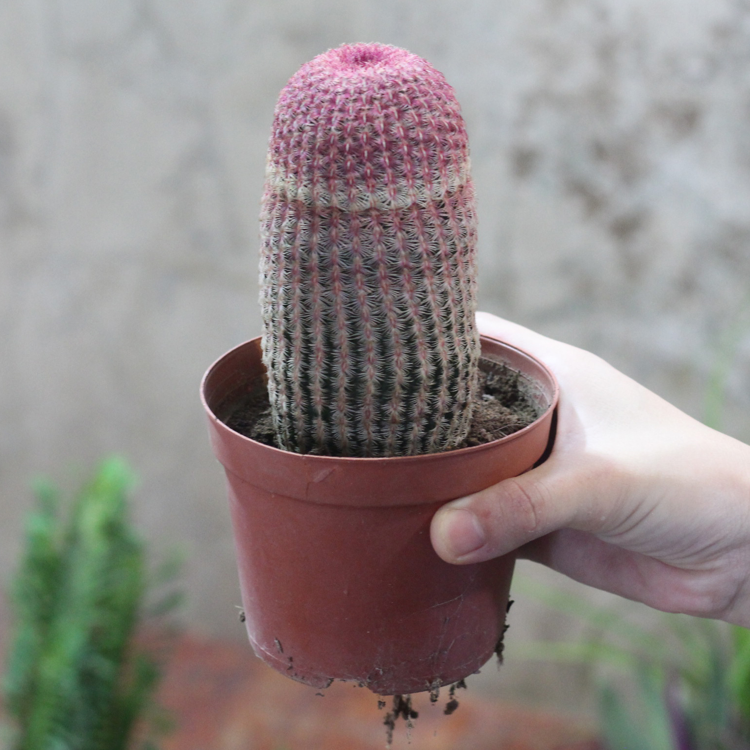 红太阳7-11M高度 大号（满18包邮）