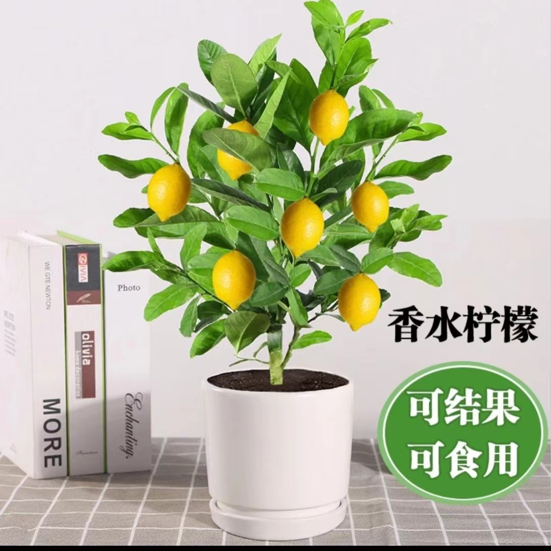 正宗香水柠檬苗四季开花香水柠檬阳台庭院清香可吃食用南方种植