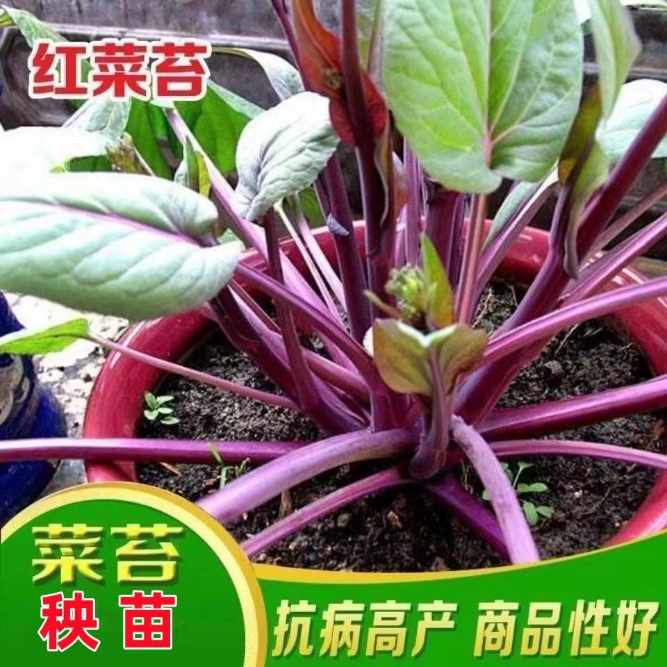 红菜苔苗菜苗蔬菜秧苗秋季蔬菜苗窝笋苗绿菜苔苗带土菜苗抗病高产