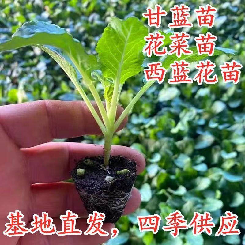 菜苗蔬菜秧苗秋季蔬菜苗窝笋苗红菜苔秧苗西兰花苗芥兰苗带土菜苗