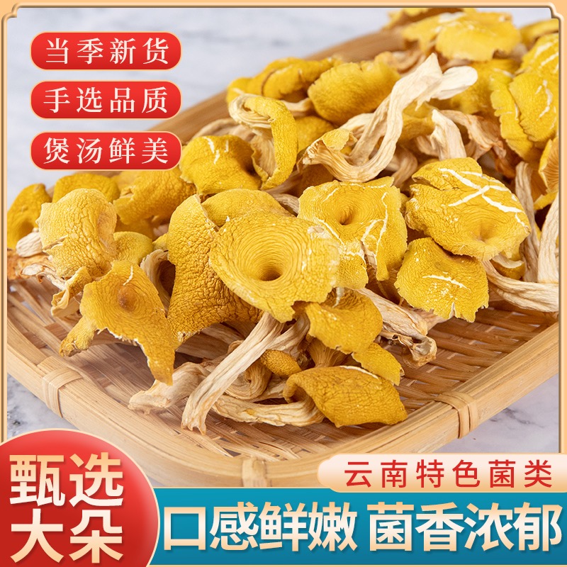 【天草极】云南土特产现收-鸡油菌