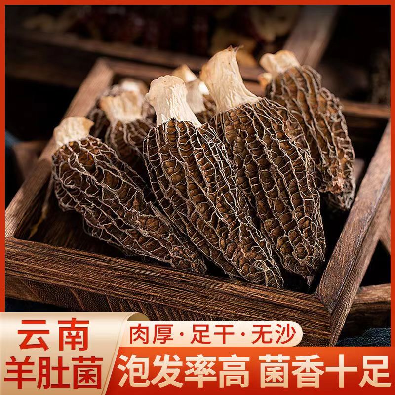 【新货大根羊肚菌】云南特产头茬食用菌肉质厚煲汤佳品大号食用菌