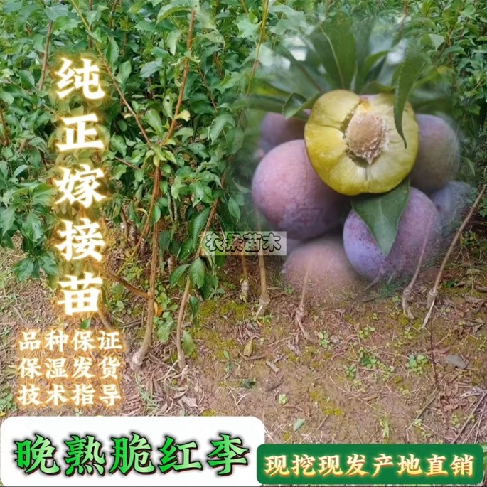 禾妤四川晚熟脆红李子苗脱骨李子苗脆红李子嫁接苗种植优良苗木