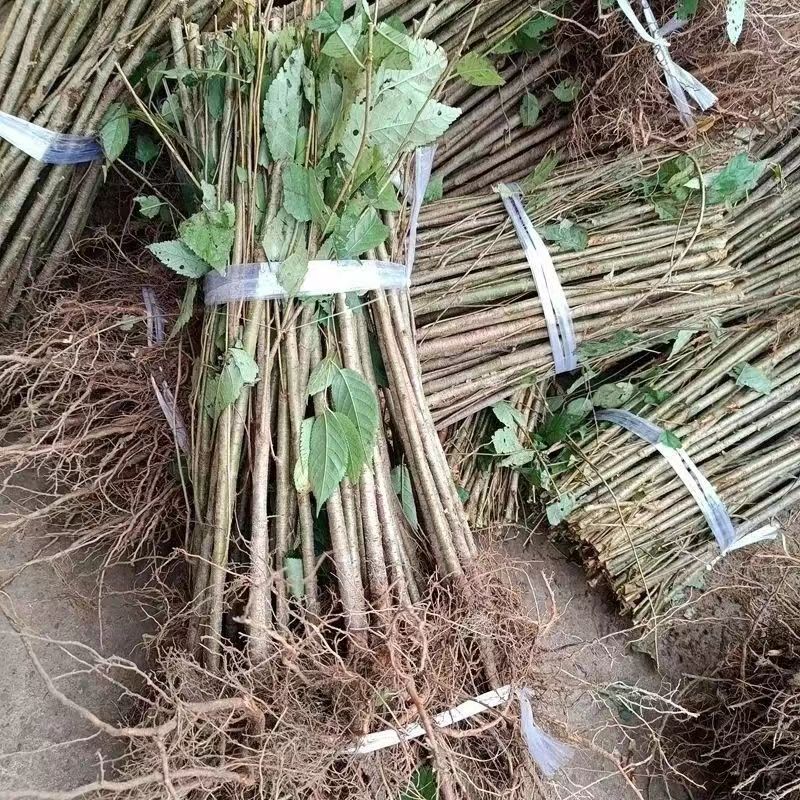 樱桃实生苗大青叶山砧木苗原生果树苗未嫁接种植四川发货