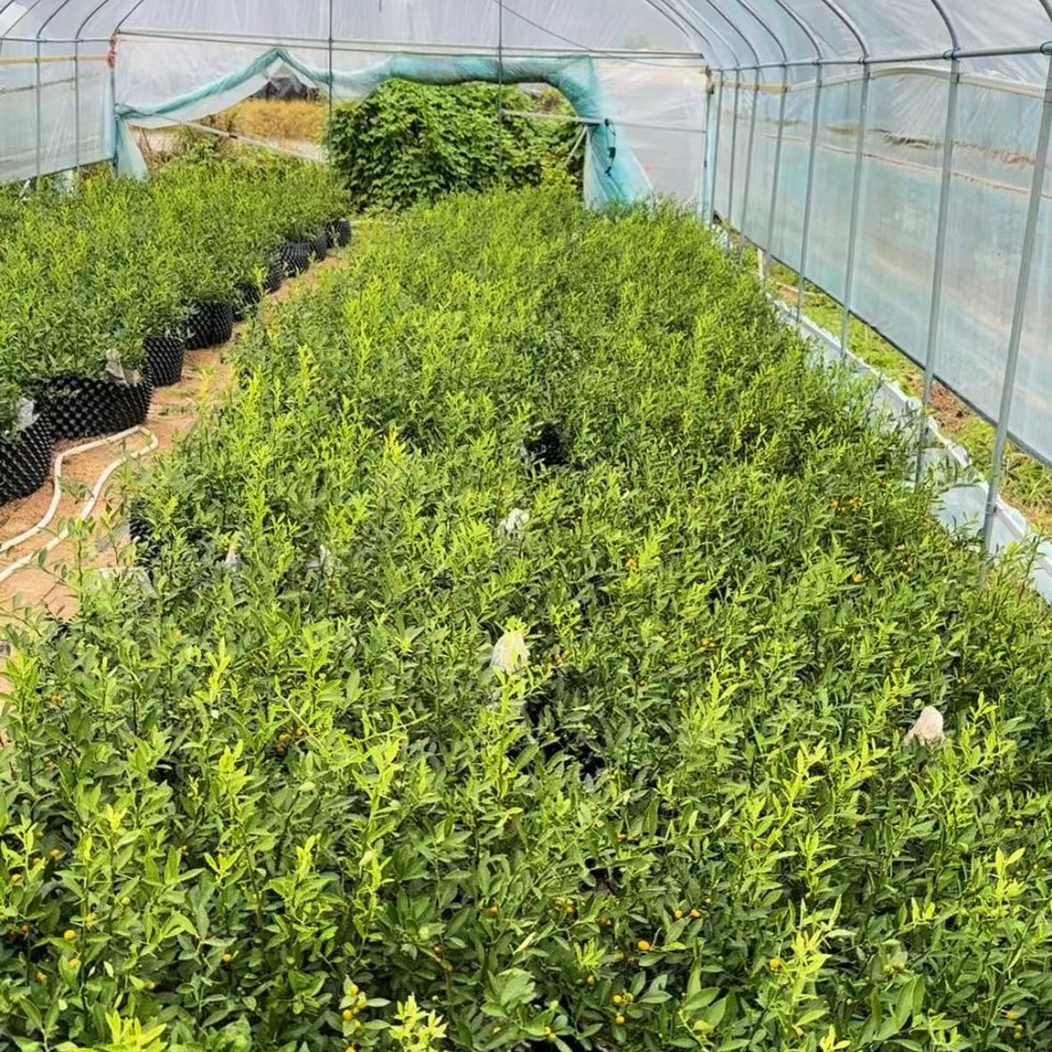 100-200福豆附石盆景【一物一拍】绿植盆景微盆景办公室盆景