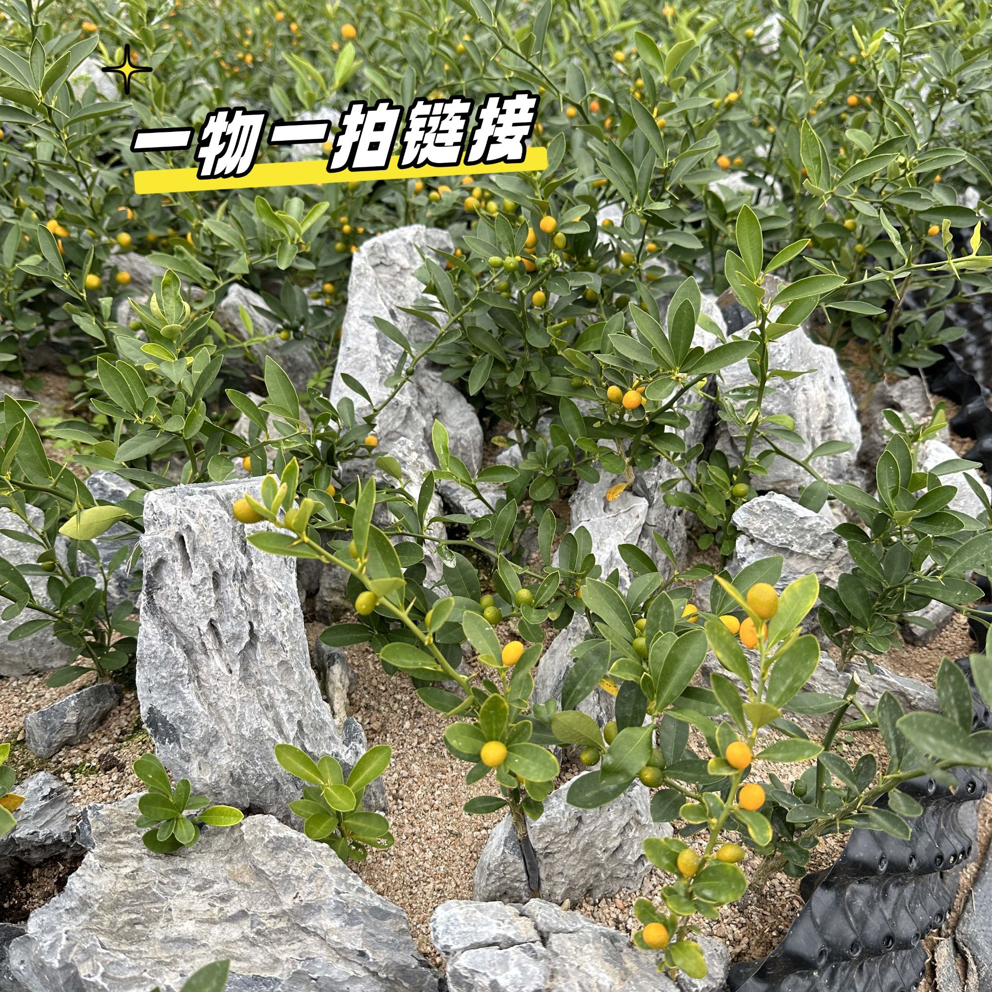 20-100直播间【一物一拍】福豆微盆景