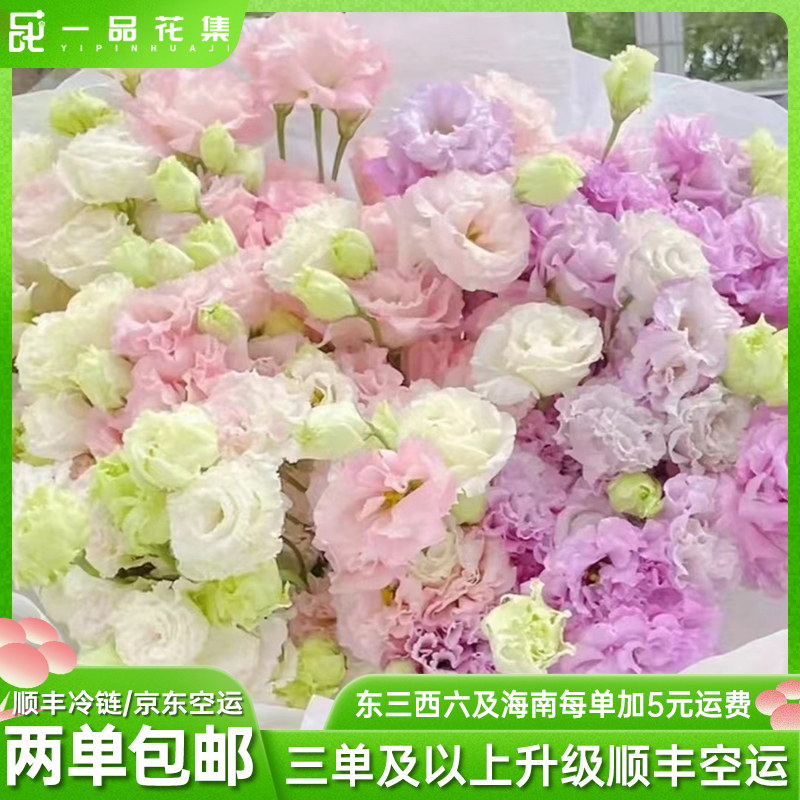 【一品花集】波浪浅紫+阳光粉双拼洋桔梗800克全场任意满两单包邮
