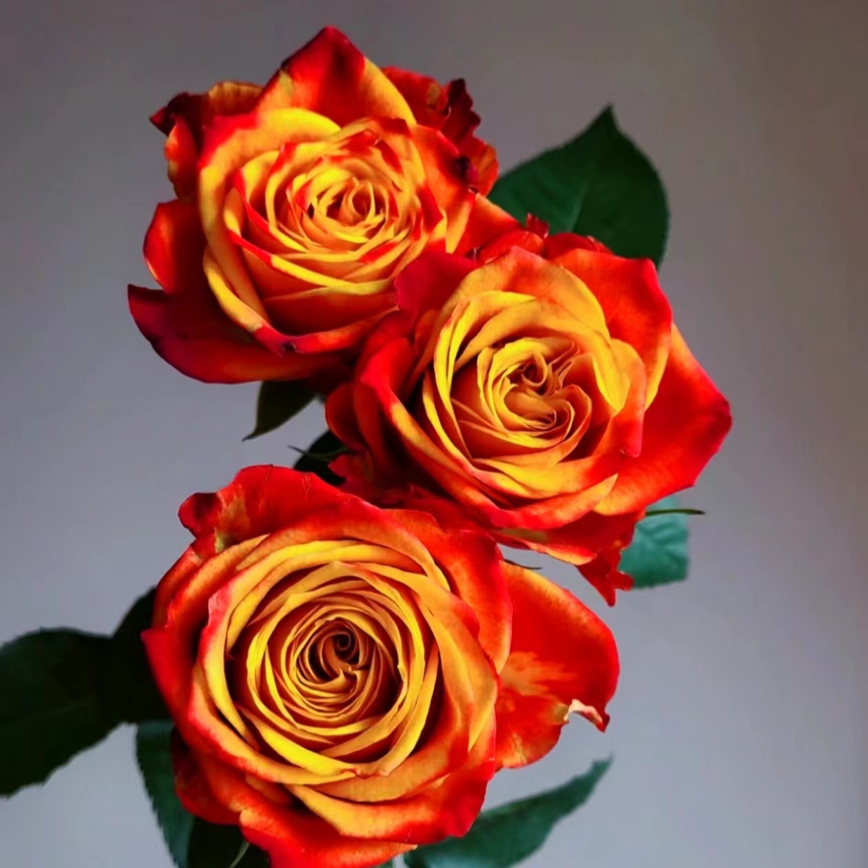 【一品花集】【火焰】单头玫瑰 