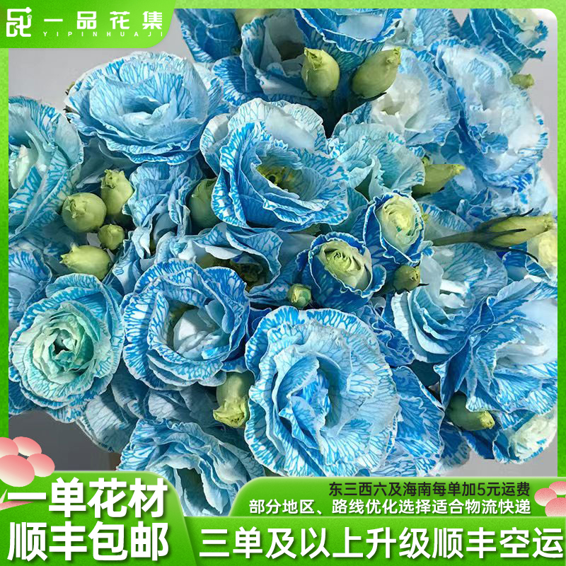 【一品花集】【吸色蓝洋桔梗】 稀有 全场满一单顺丰包邮
