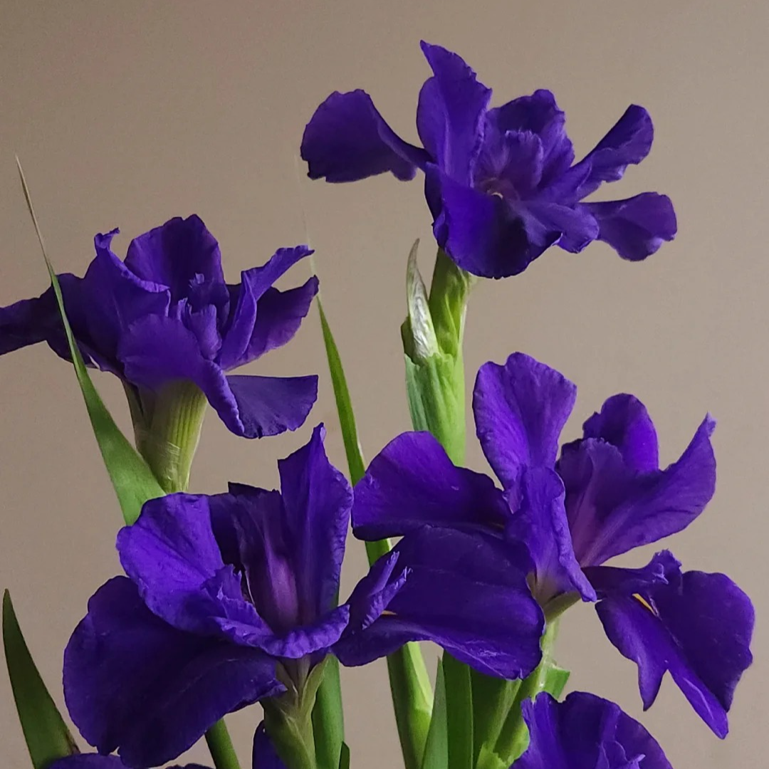 【一品花集】【紫色】鸢尾  云南昆明基地直发家用鲜花