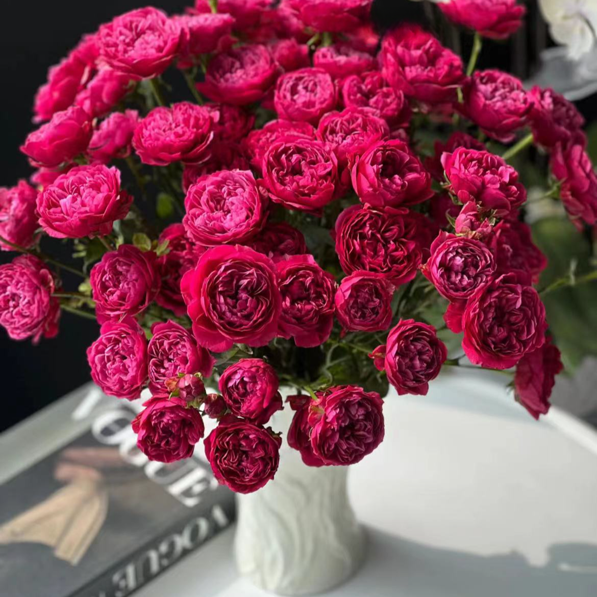 【一品花集】稀有小众【厝】——多头玫瑰