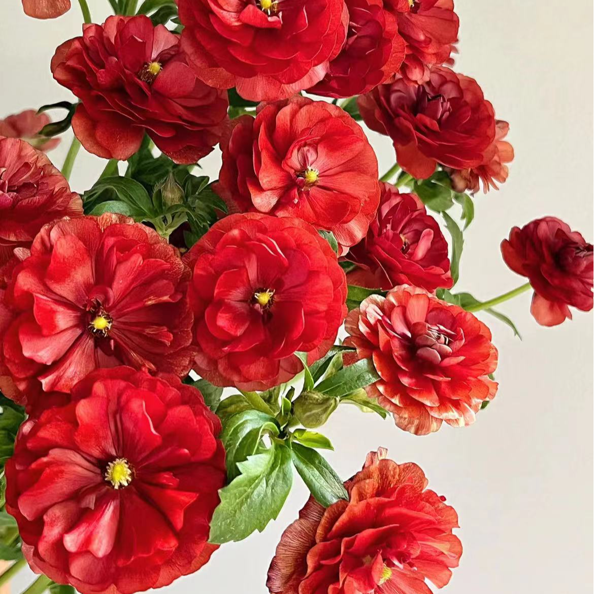 【一品花集】【红色】蝴蝶洋牡丹 云南昆明基地直发家用鲜花