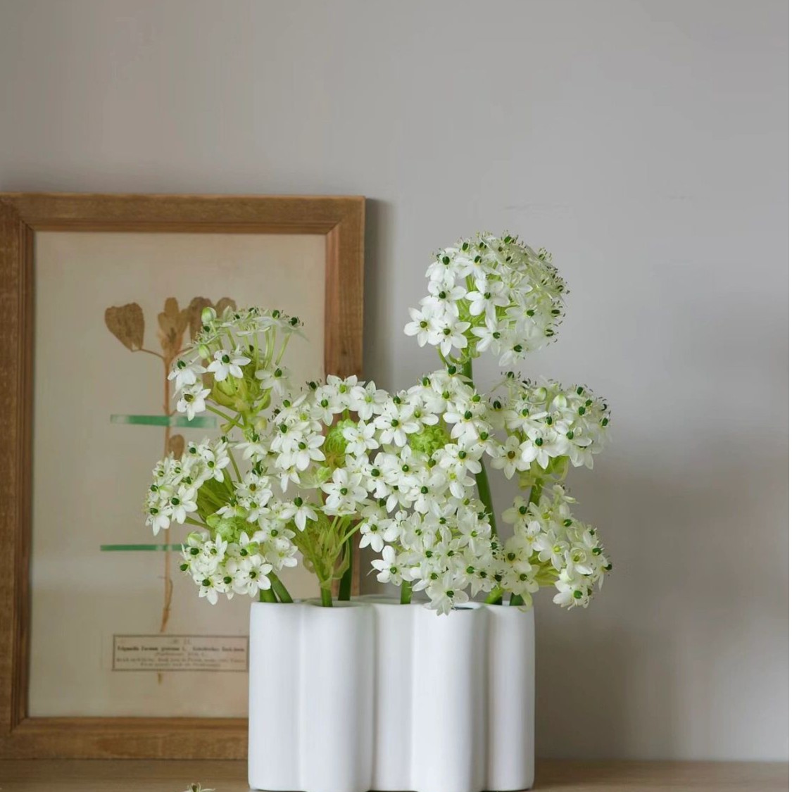 【一品花集】【天鹅绒 】——草花清新高级花材