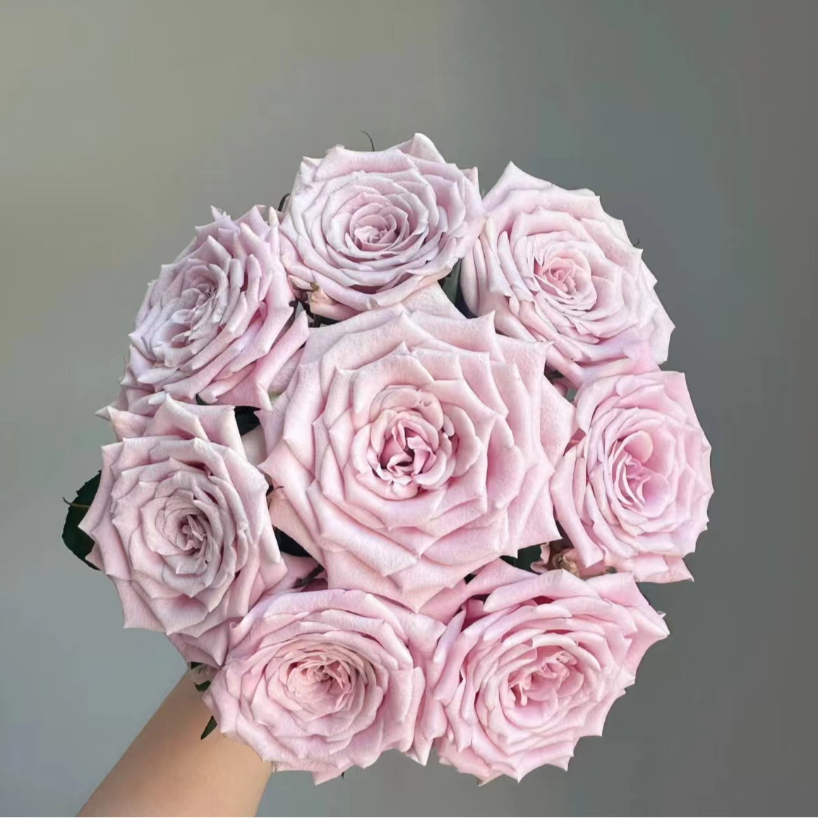 【一品花集】【曼塔】单头玫瑰（注意：带包装醒花哦~）