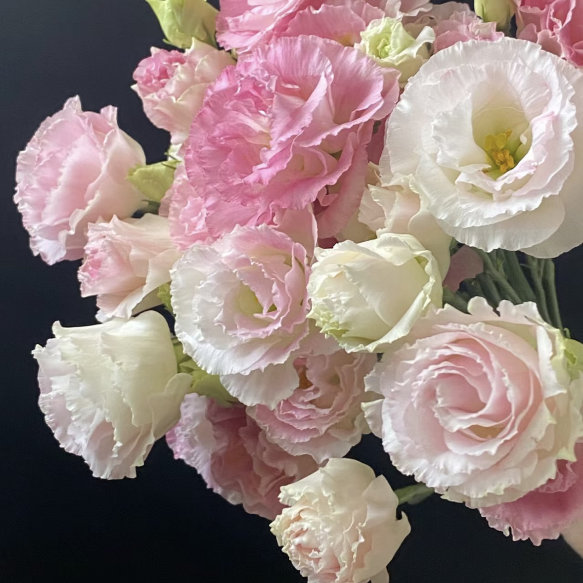 【一品花集】【阳光粉】洋桔梗花 云南昆明基地直发家用鲜花