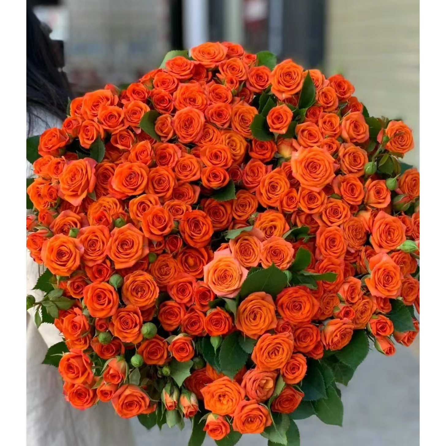 【橙芭比多头玫瑰】 源头现采现发 云南基地直发